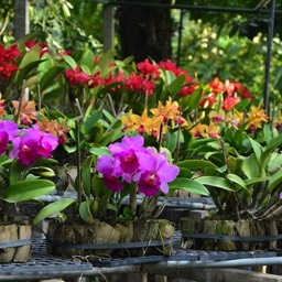 Orchid Farm Chiang Mai - Moonshine Travel Service