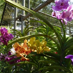 Orchid Farm Chiang Mai - Moonshine Travel Service